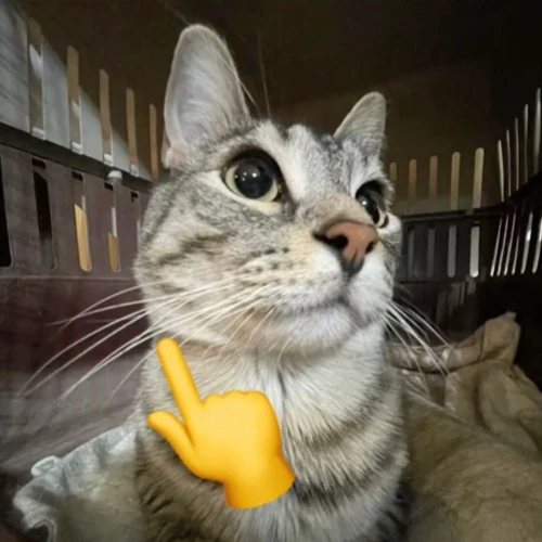 penulis QA IDN Yuhu Yahi Yahu Yuhi Yaho Yuyu Yayi Yaya